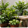 Plantas e jardinagem